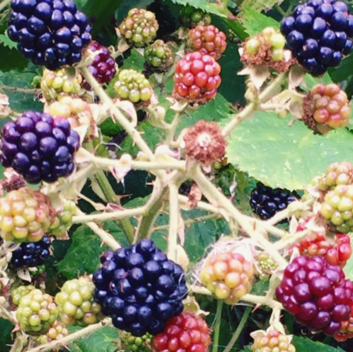 Blackberries (Thornless)