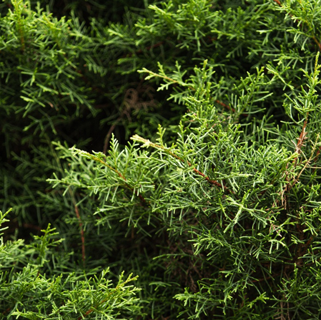 Small Evergreen Trees