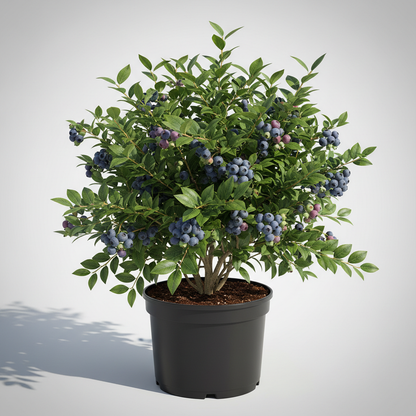 Brightwell Rabbiteye Blueberry Plant with clusters of deep blue berries