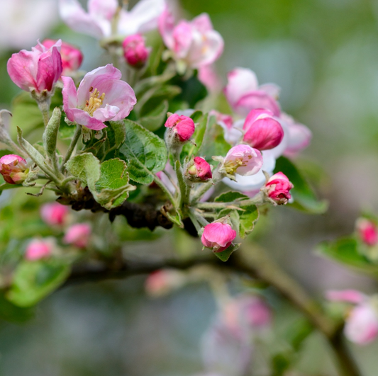 Dwarf Flowering Cherry