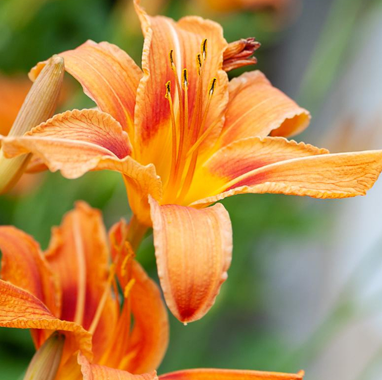 Daylily