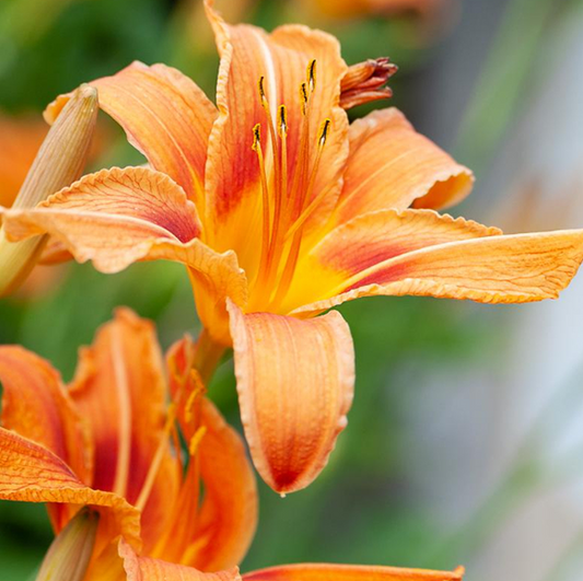 Daylily