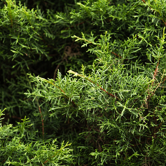 Small Evergreen Trees