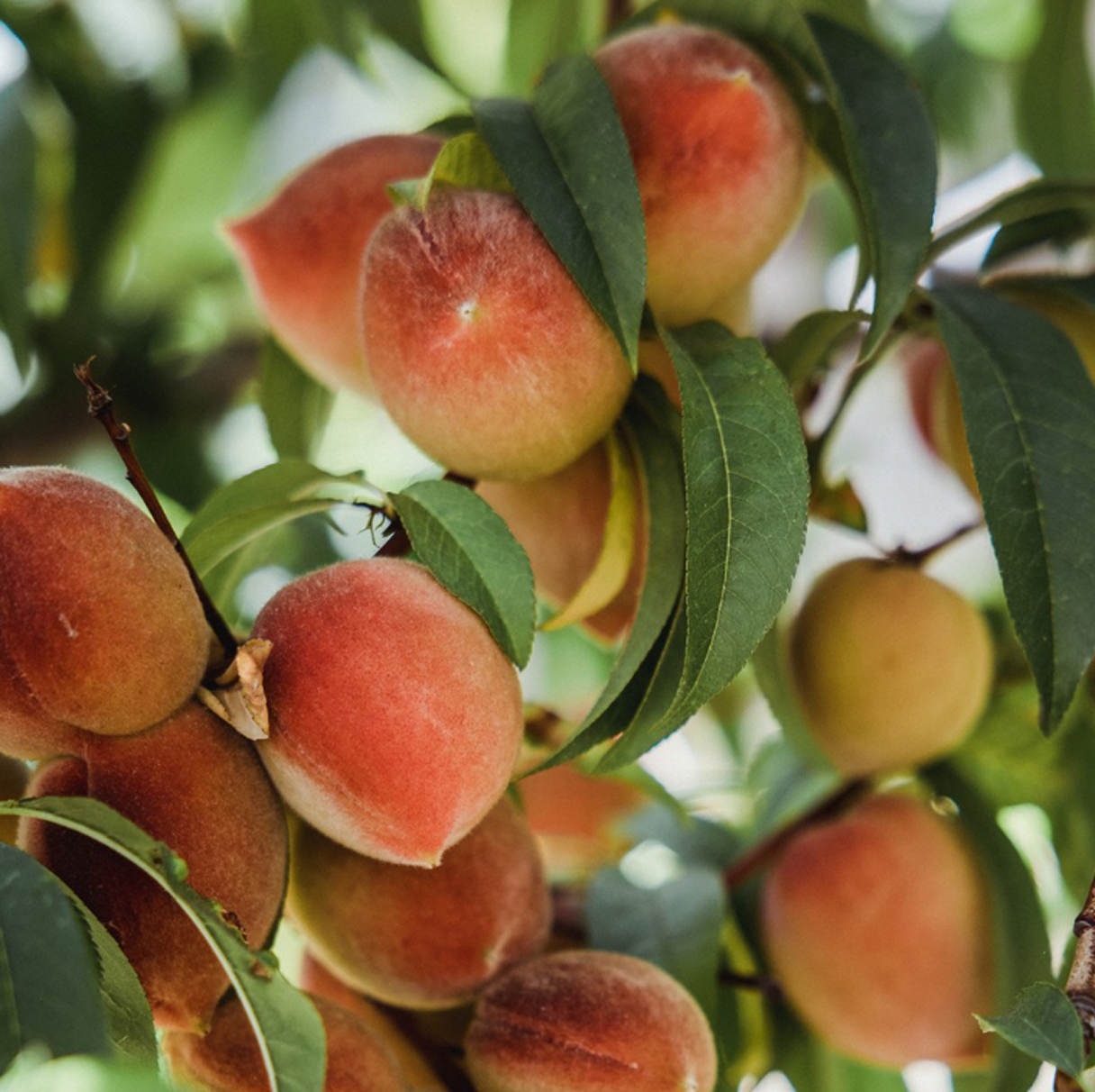 Dwarf Peach Trees