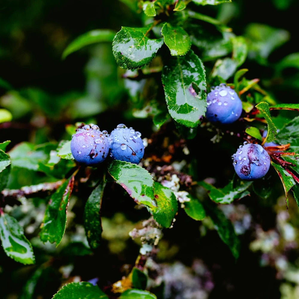 Biloxi Southern Highbush Blueberry Plant