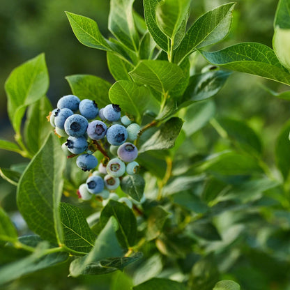 Biloxi Southern Highbush Blueberry Plant
